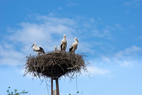 Free stock photo of nest, stork, stork s nest