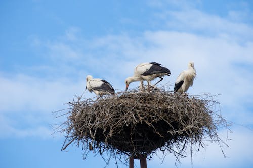 Storks in Nest