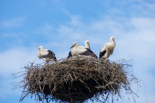 Free stock photo of family, nest, stork