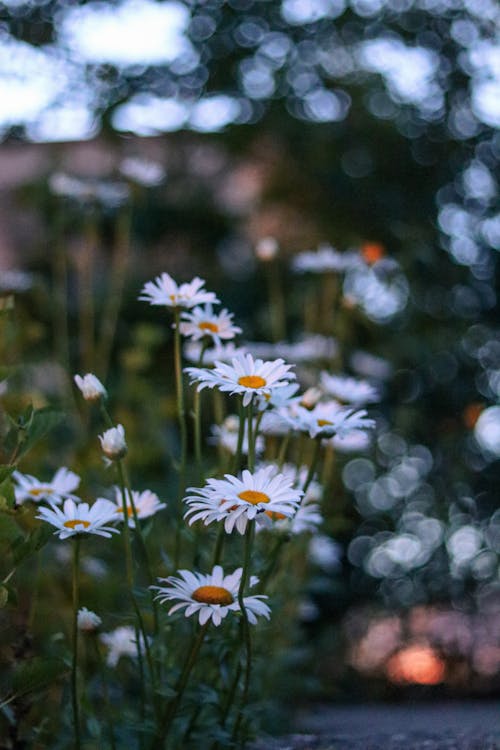 Close-up of Daisies on a Field