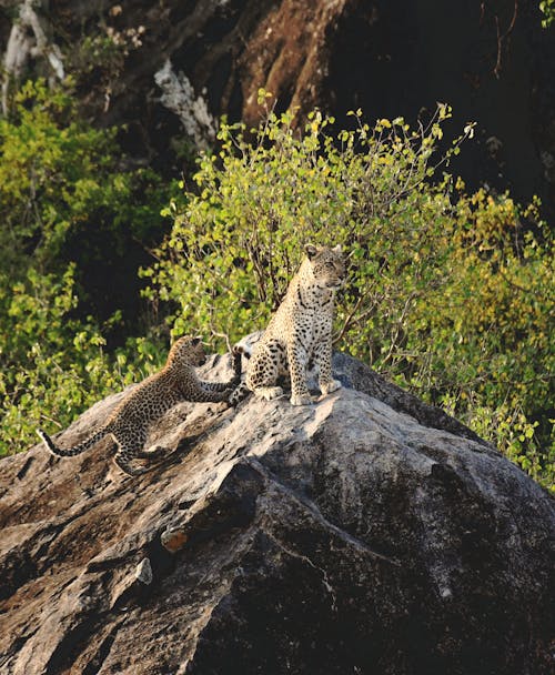 Immagine gratuita di cespuglio, cuccioli, fotografia di animali