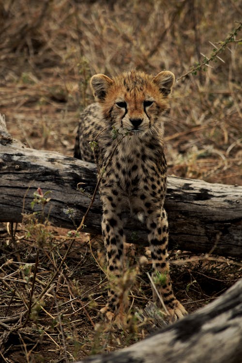 Darmowe zdjęcie z galerii z fotografia przyrodnicza, fotografia zwierzęcia, gepard