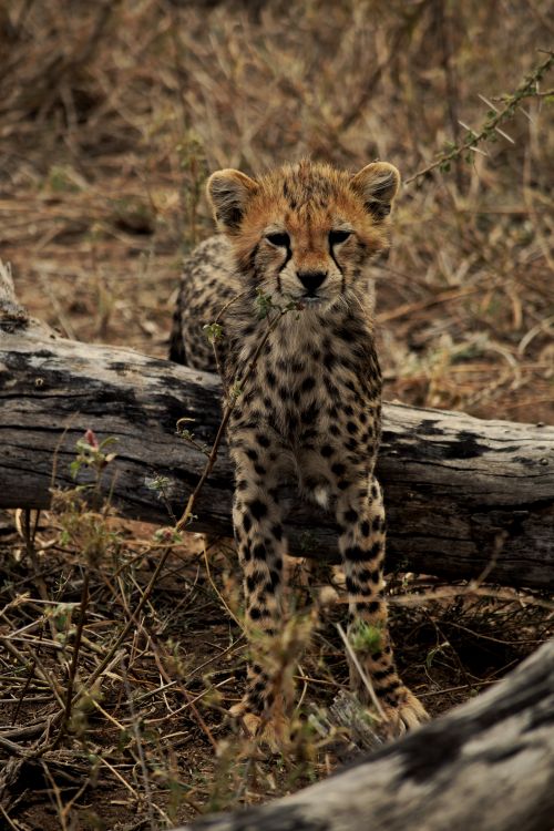 Free A cheetah cub explores its natural habitat, blending with the earthy surroundings. Stock Photo