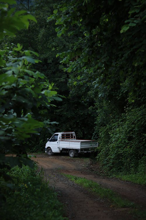 Truck in Forest