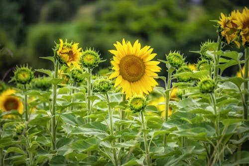 꽃, 노란색, 바탕화면의 무료 스톡 사진