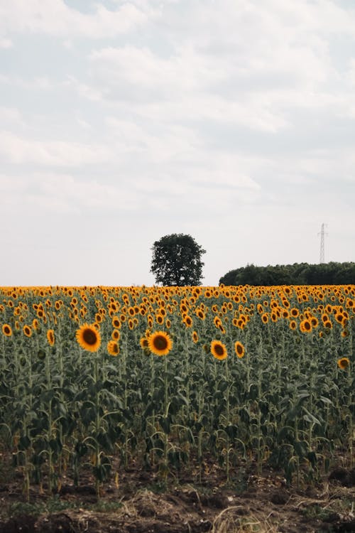 Kostnadsfri bild av anläggning, blommor, fält