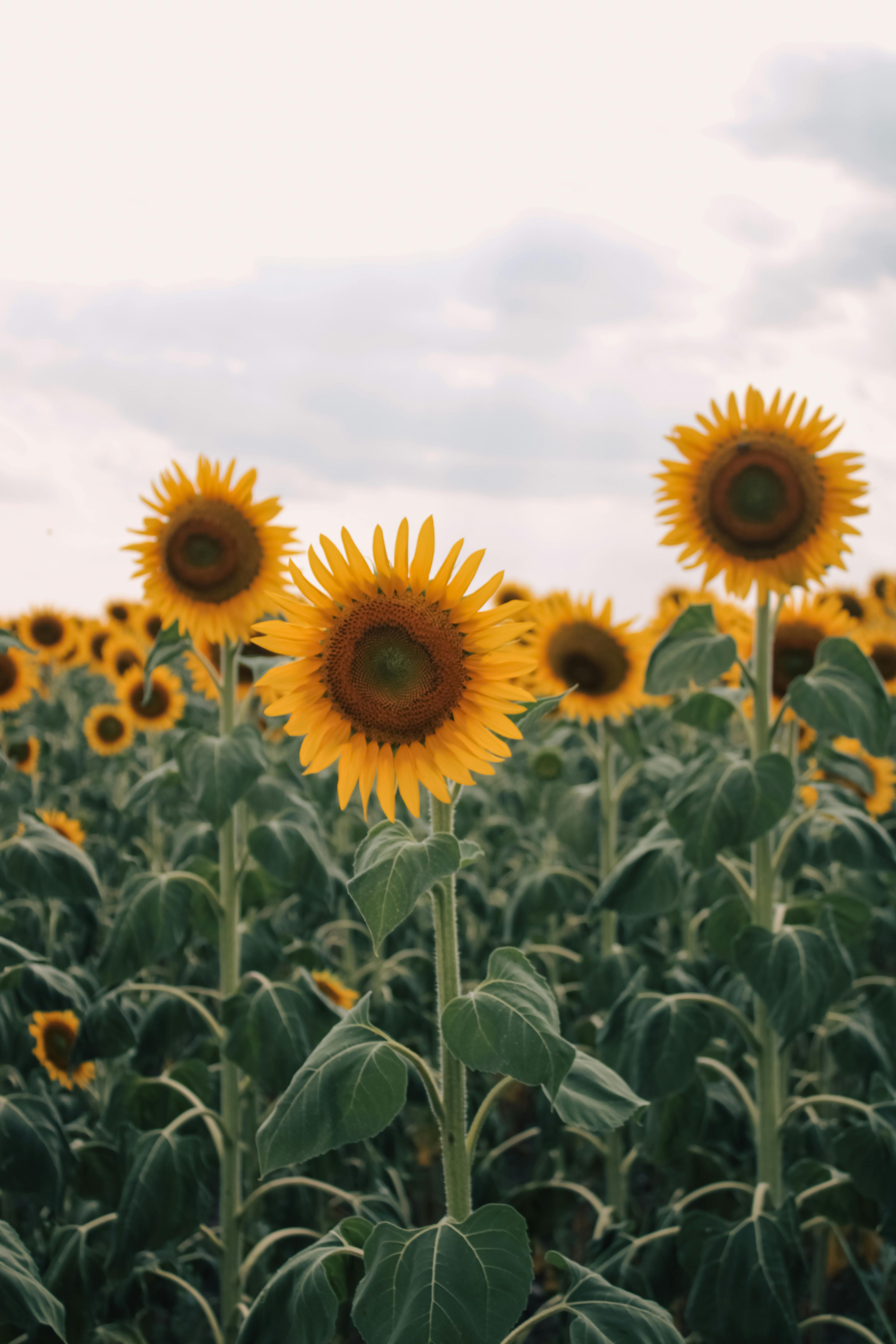 Page 2  Cow Sunflower Images  Free Download on Freepik