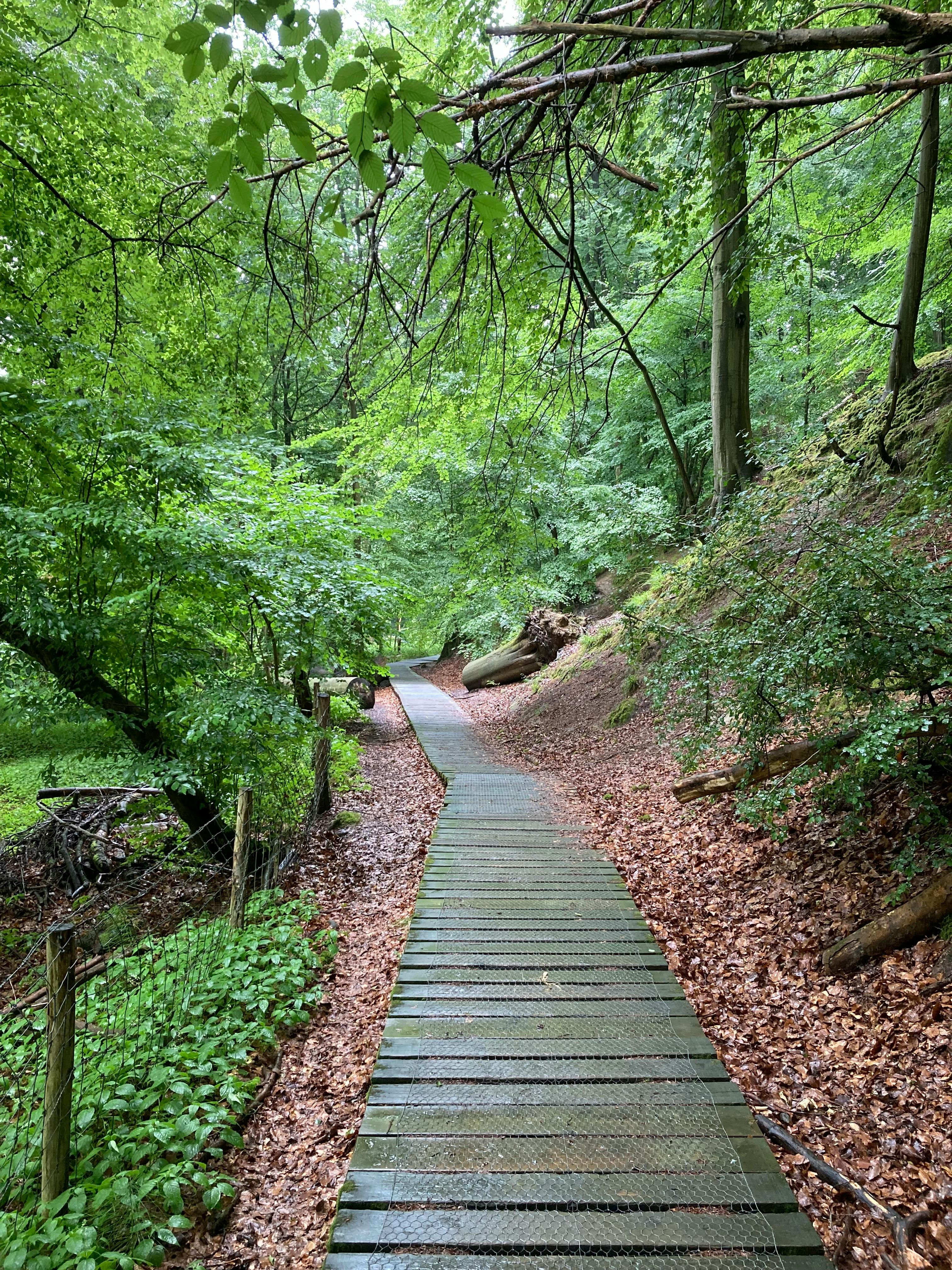 울창한 숲속 나무 데크 산책로와 산림치유 치유의 숲 풍경
