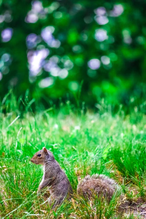 Ilmainen kuvapankkikuva tunnisteilla bokeh, eläinkuvaus, harmaa orava