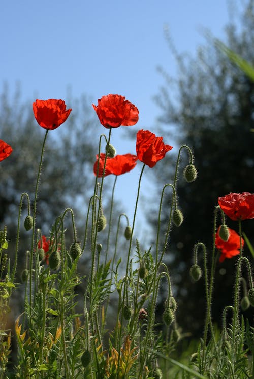 Poppies in the field