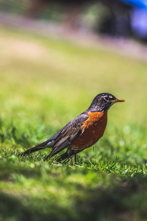 Close up of American Robin