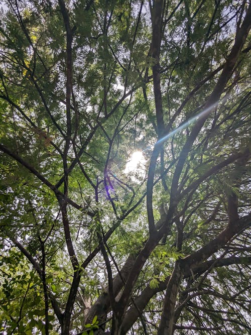 Foto profissional grátis de erupção solar, floresta de árvores, papel de parede de árvore