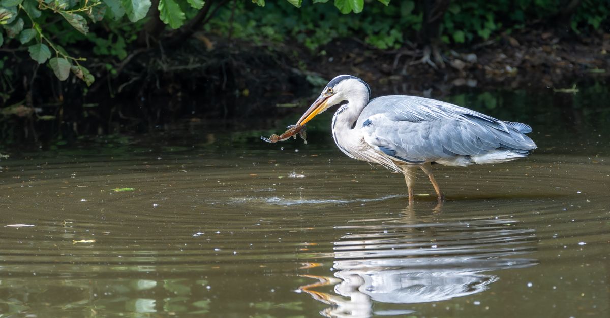 Crane Getting Fish Crane Catching Fish in Water · Free Stock Photo
