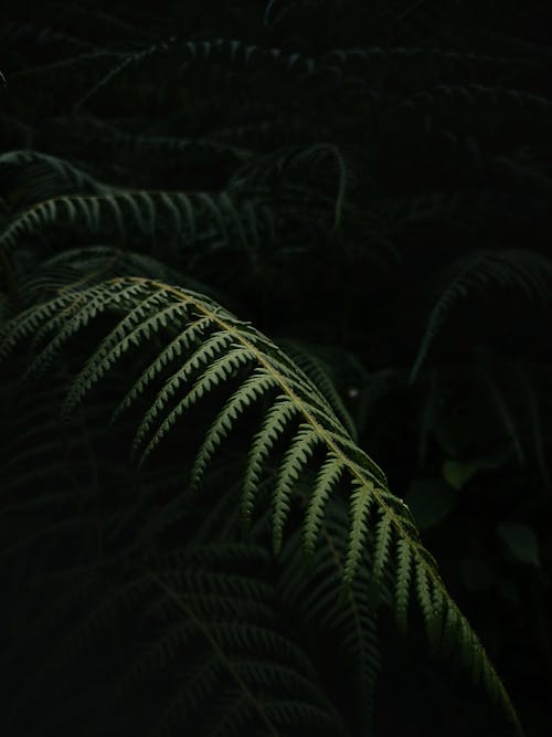 Green Fern in Nature