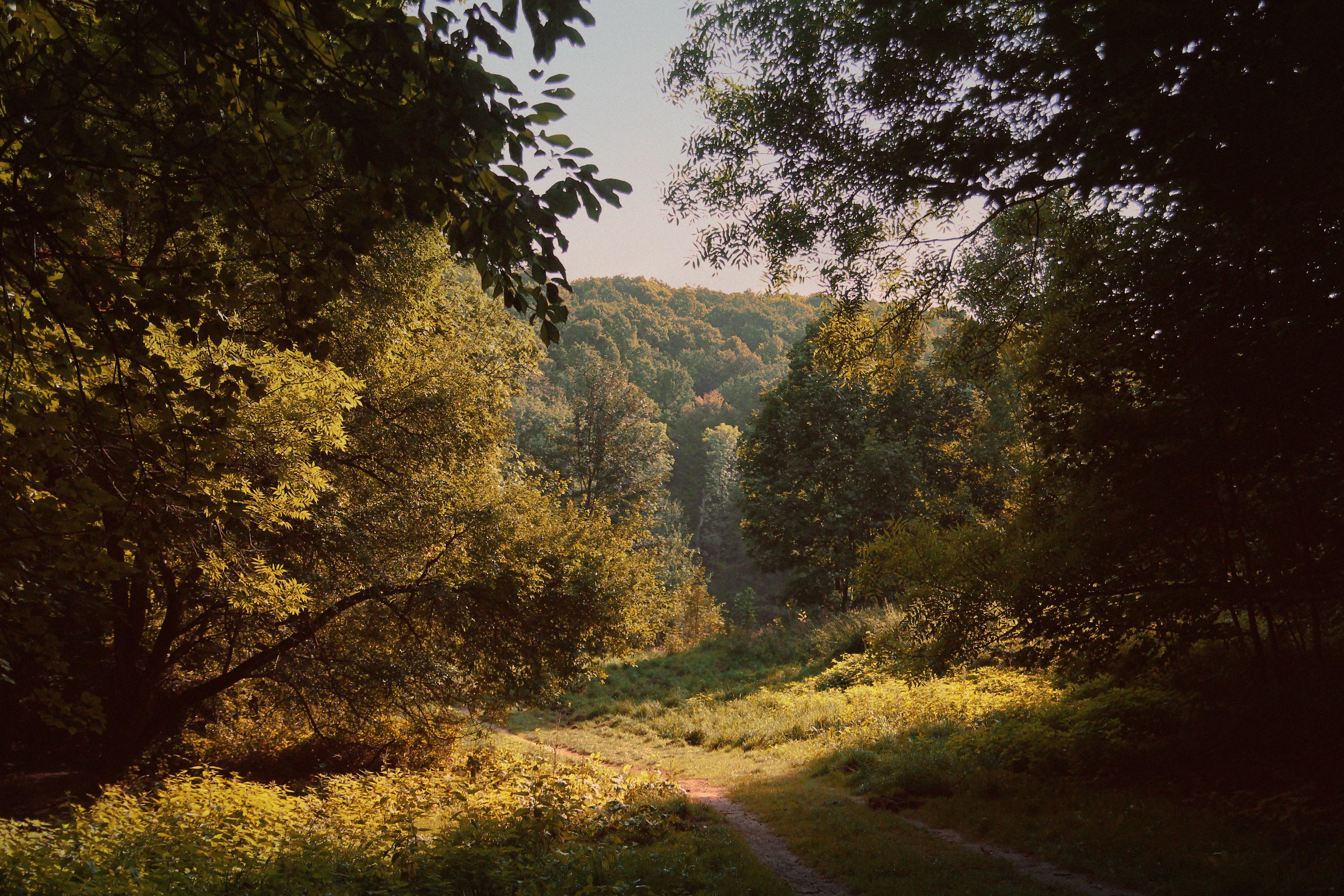 A tranquil sunlit pathway winds through a lush forest on an early autumn day.