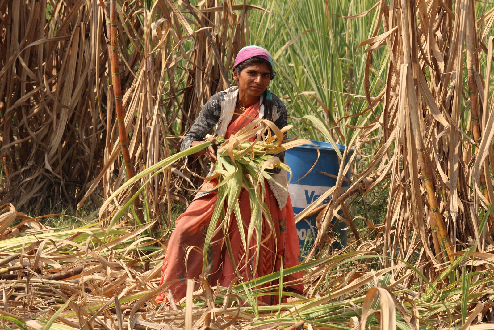 Green sugarcane leaves in daylight