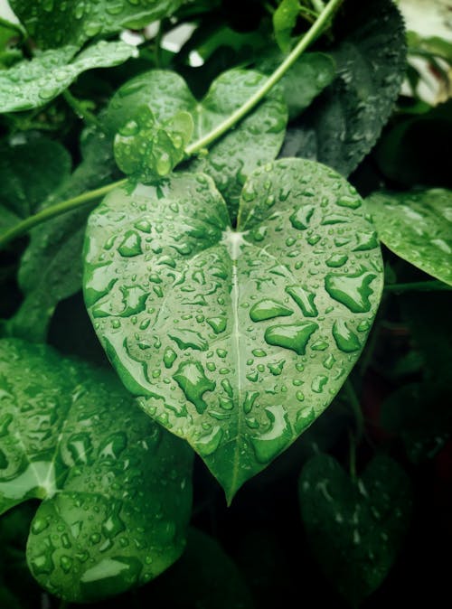 Free Raindrops on Green Leaves Stock Photo