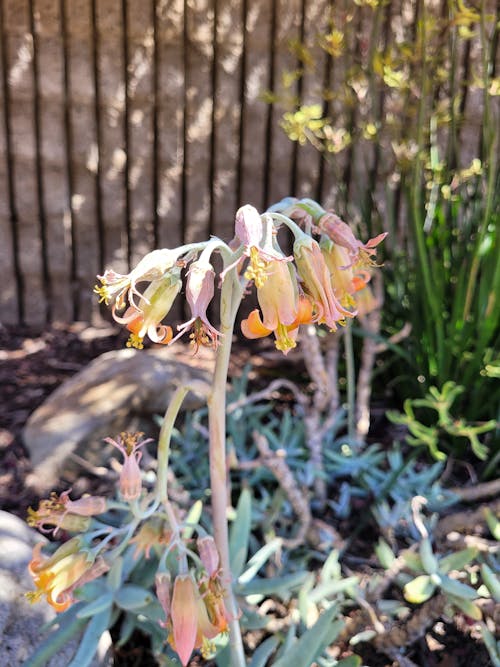 Finger Aloe