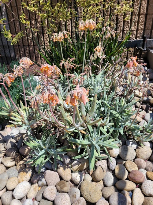 Finger aloe plant