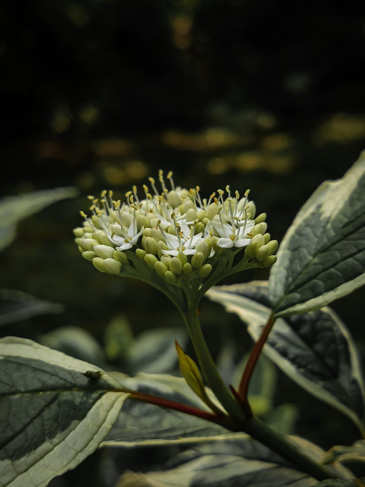 Green Flower In Nature