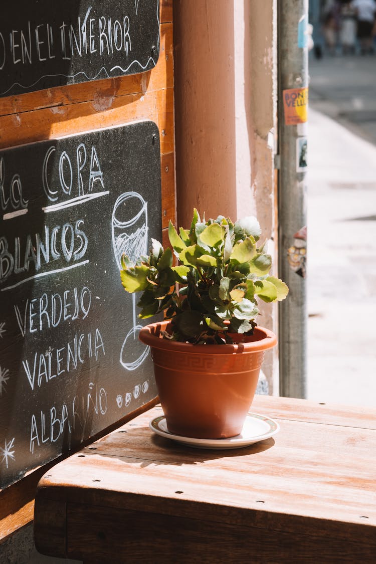 Plant Near Menu On Blackboard