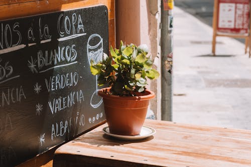 Plant near Menu in Spanish