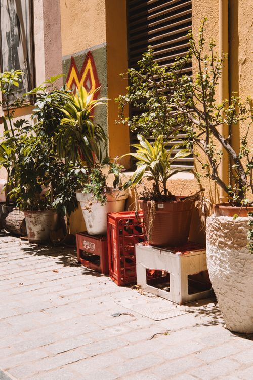 Free Potted plants line a sunlit street in Valencia, Spain, showcasing urban greenery. Stock Photo