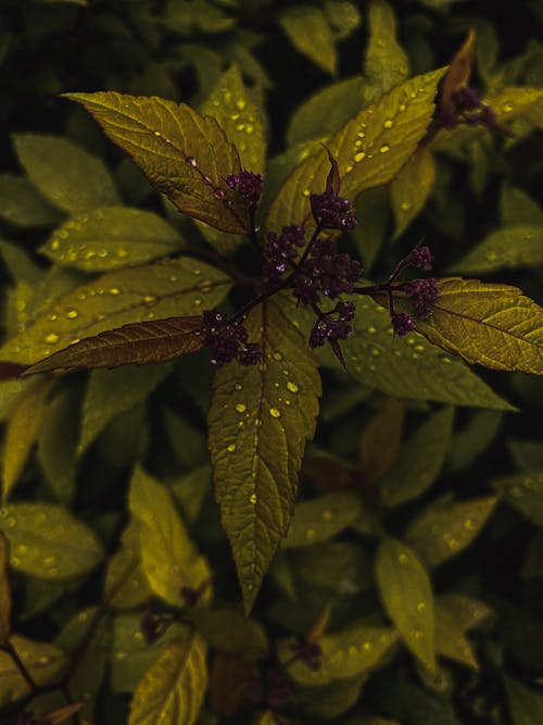 Drops of Water on Leafy Plant