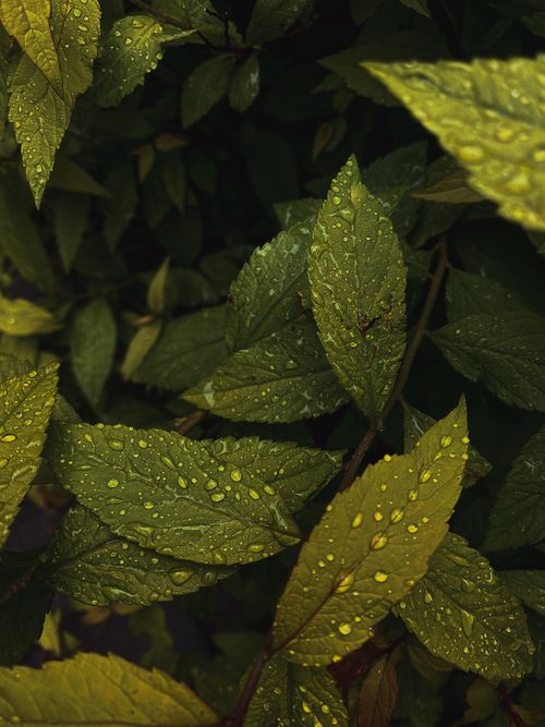 Free Close-up of green leaves with raindrops, showcasing nature's fresh beauty. Stock Photo