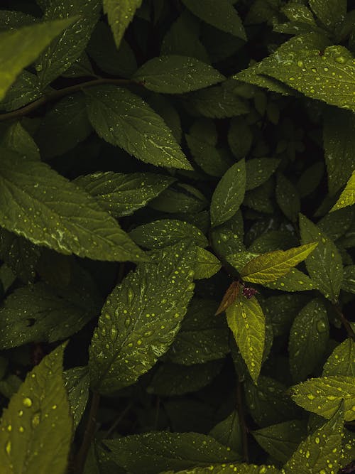 Drops on Green Plant