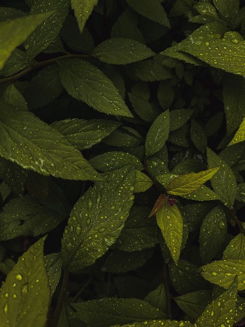 Free A lush close-up of dew-covered green leaves in a monochrome style. Stock Photo