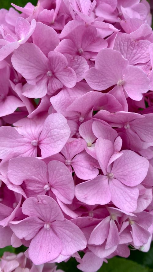 Free Pink hydrangea Stock Photo