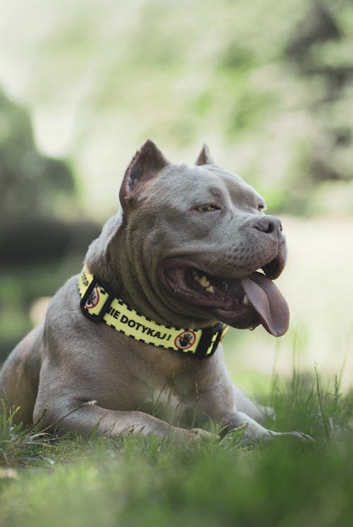 Pit Bull Lying on Grass