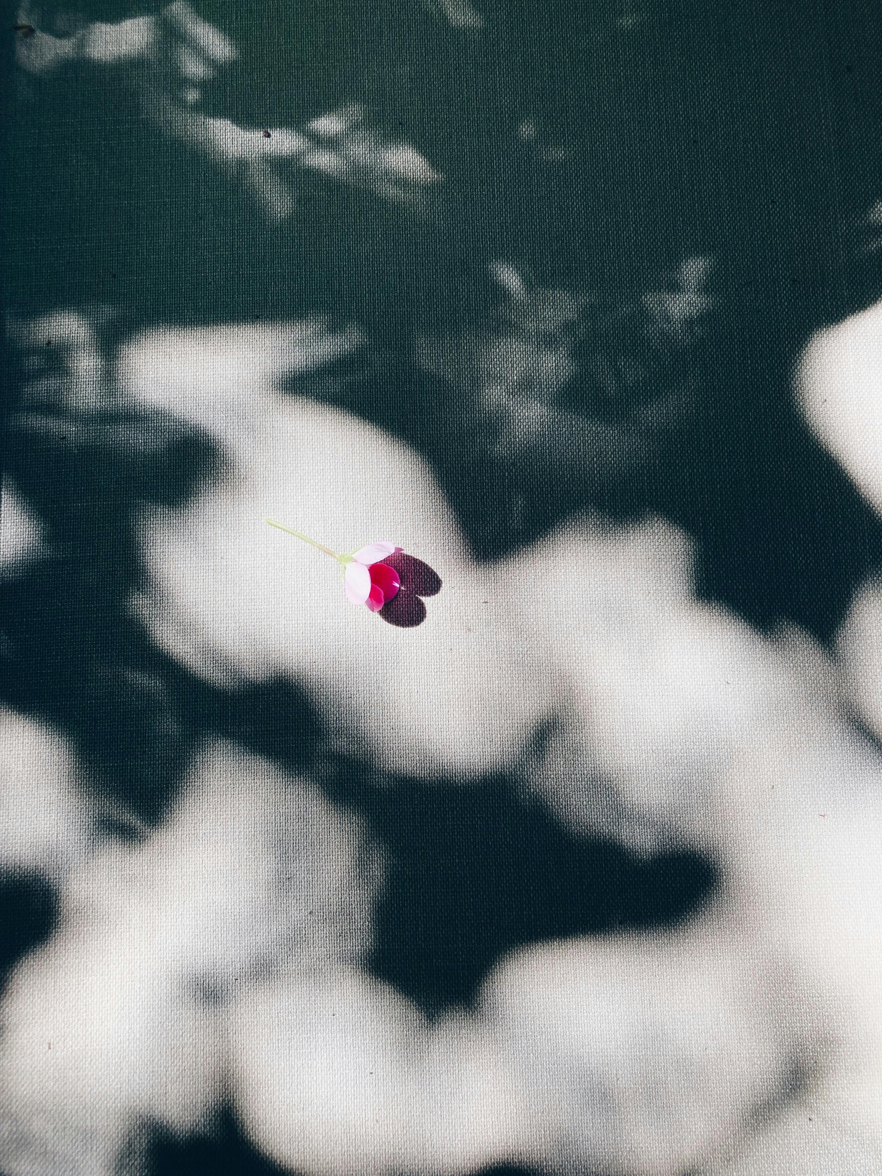 Pink flower with shadows on a textured canvas, creating an abstract artistic effect.