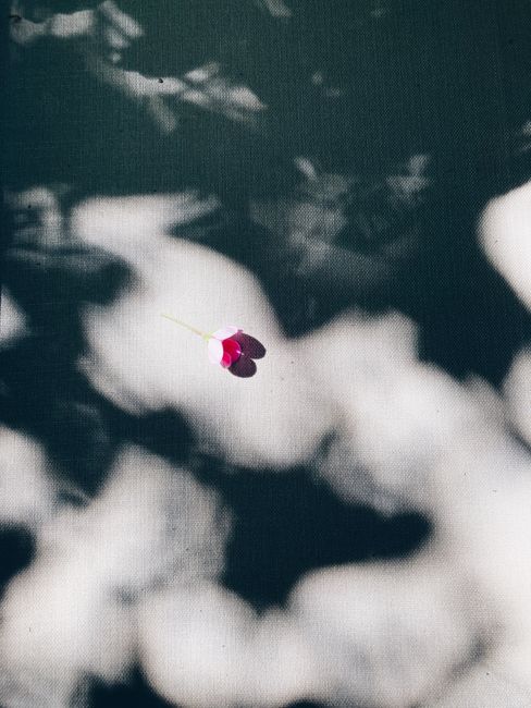 Pink flower with shadows on a textured canvas, creating an abstract artistic effect.