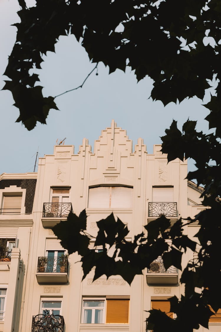 Tree In Front Of A Traditional Tenement