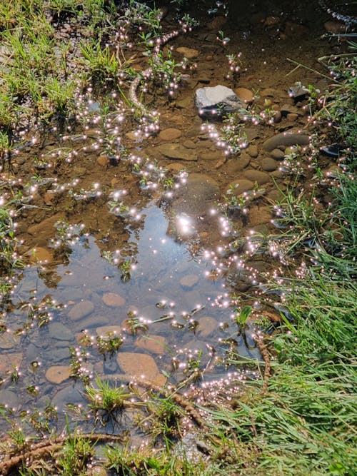 Stream Water Glistening in the Sunlight 