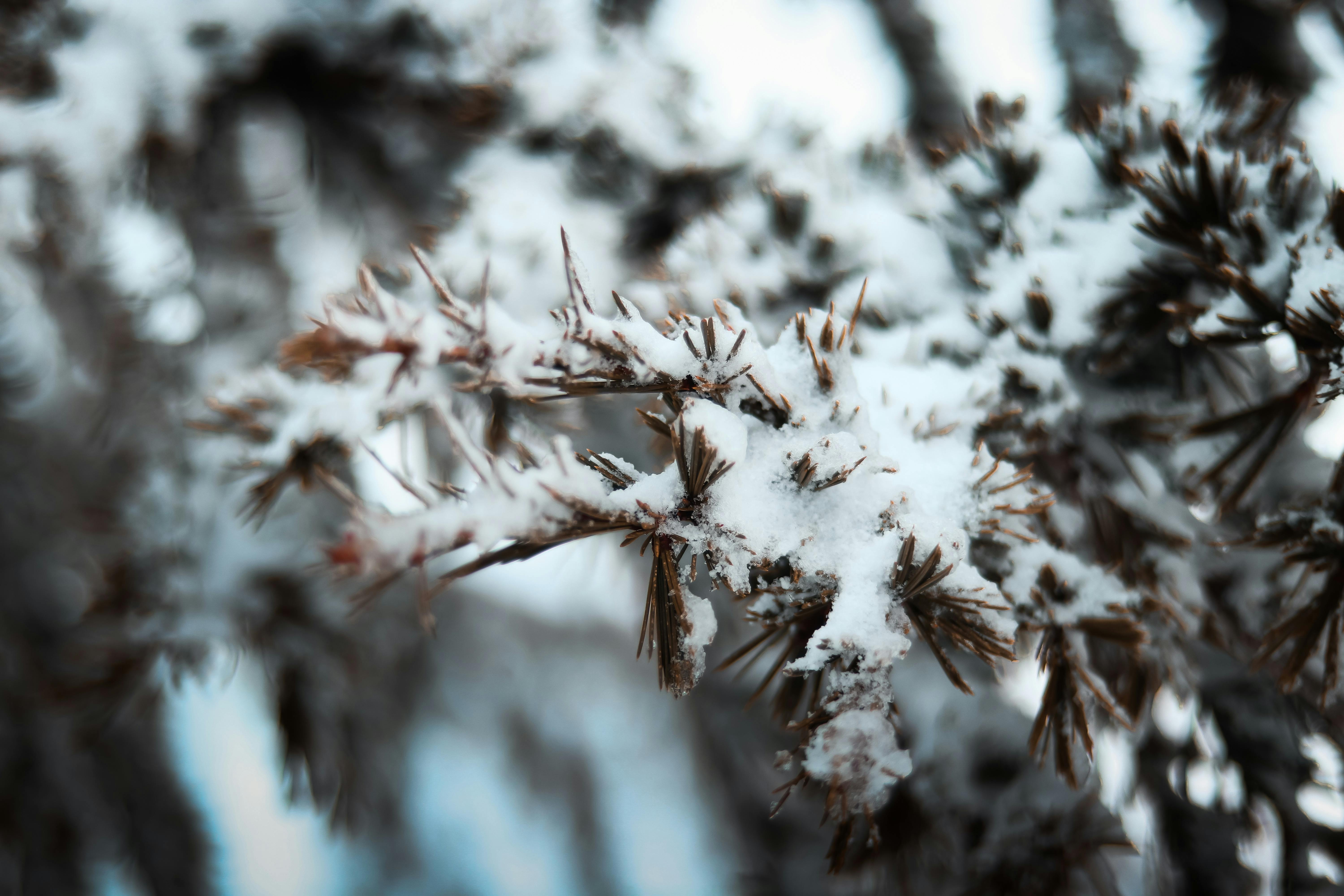 snowcapped tree branch