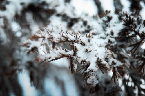 Free A beautiful macro shot of pine branches covered in fresh snow, showcasing winter's natural beauty. Stock Photo