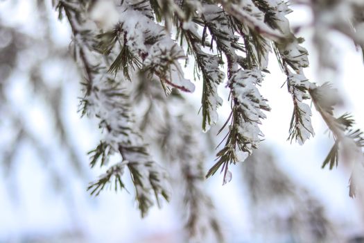 Detailed view of snow-covered evergreen branches showcasing winter beauty.