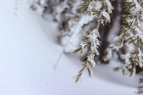 Snow On Tree Leaves