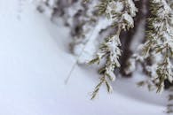 白雪覆盖的松枝特写，捕捉了冬日宁静场景的精髓