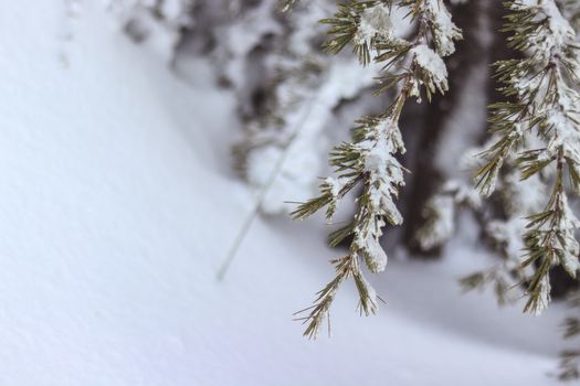 白雪覆盖的松枝特写，捕捉了冬日宁静场景的精髓