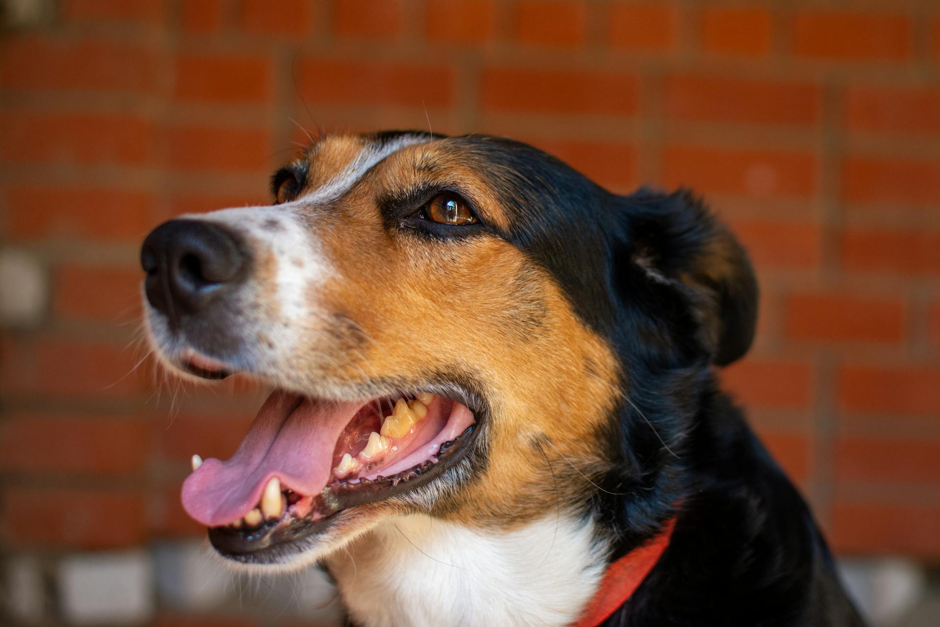 Un chien en gros plan