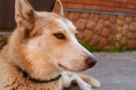 Close-up side view of a Siberian Husky resting outdoors on a sunny day.