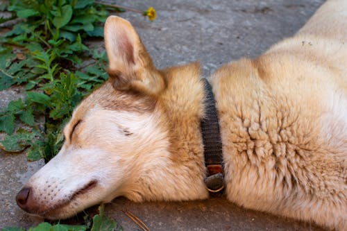 Dog Sleeping on a Street