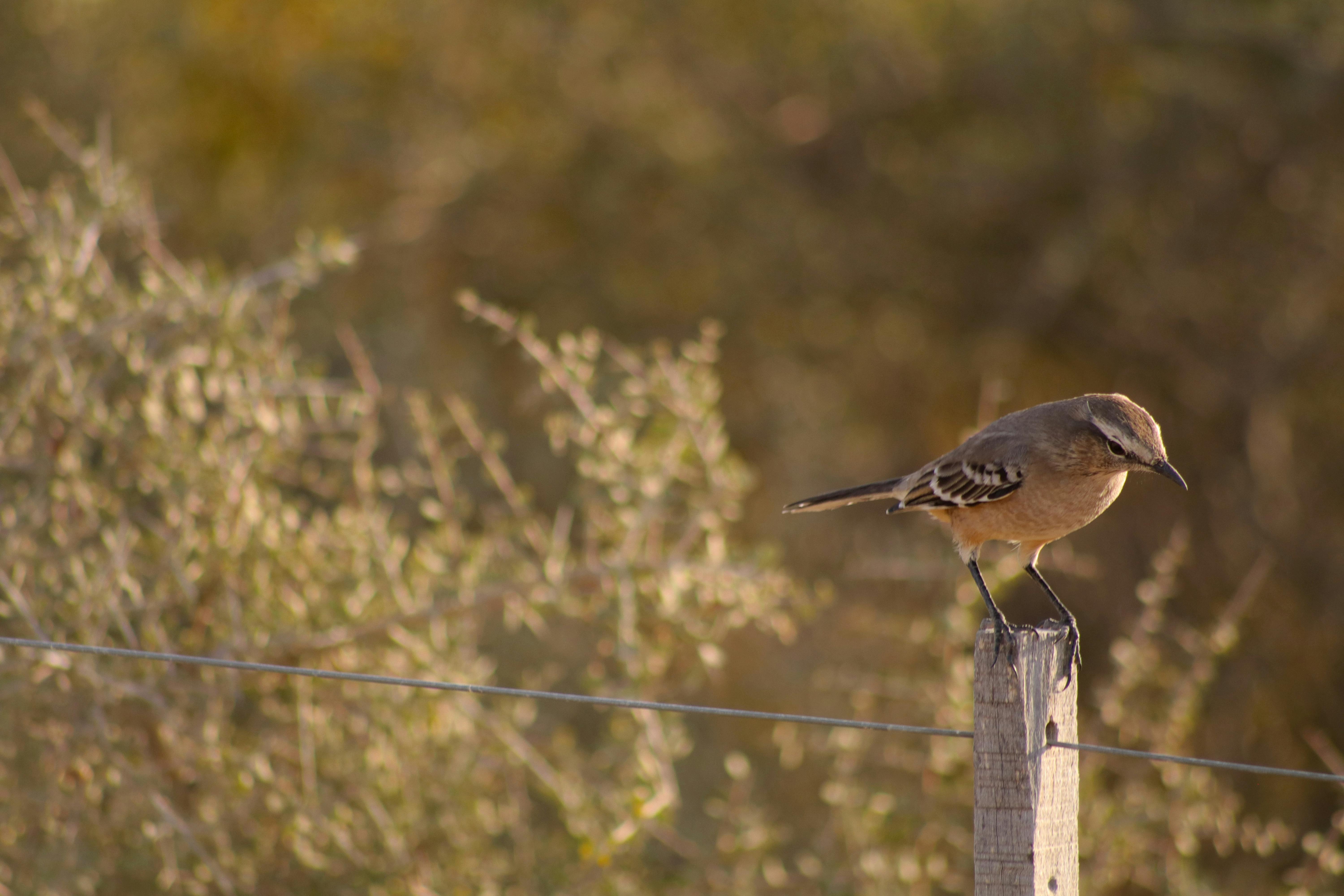 Free stock photo of bird watching, patagonia
