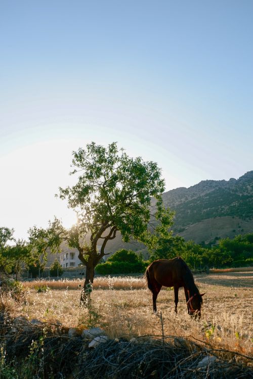 Free A horse grazes peacefully under a tree in a Diyarbakır field with mountains in the background. Stock Photo