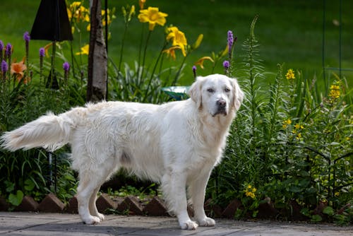 White Labrador Dog by Flowers