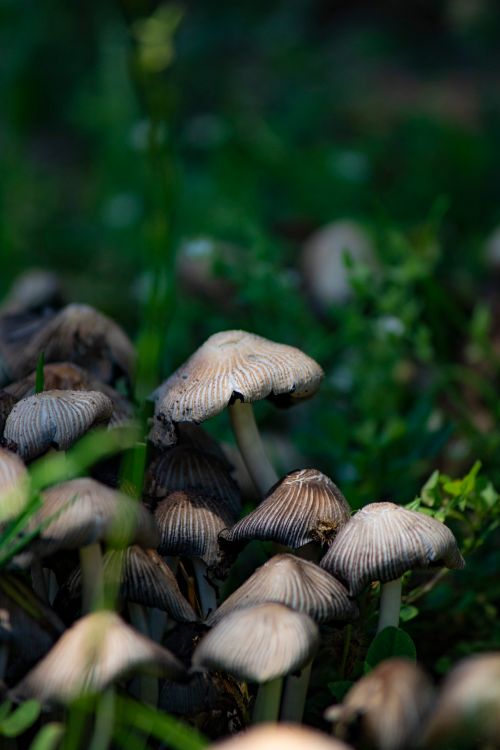 A broad bolete cap in autumn litter — photo by Orhan Akbaba on Pexels